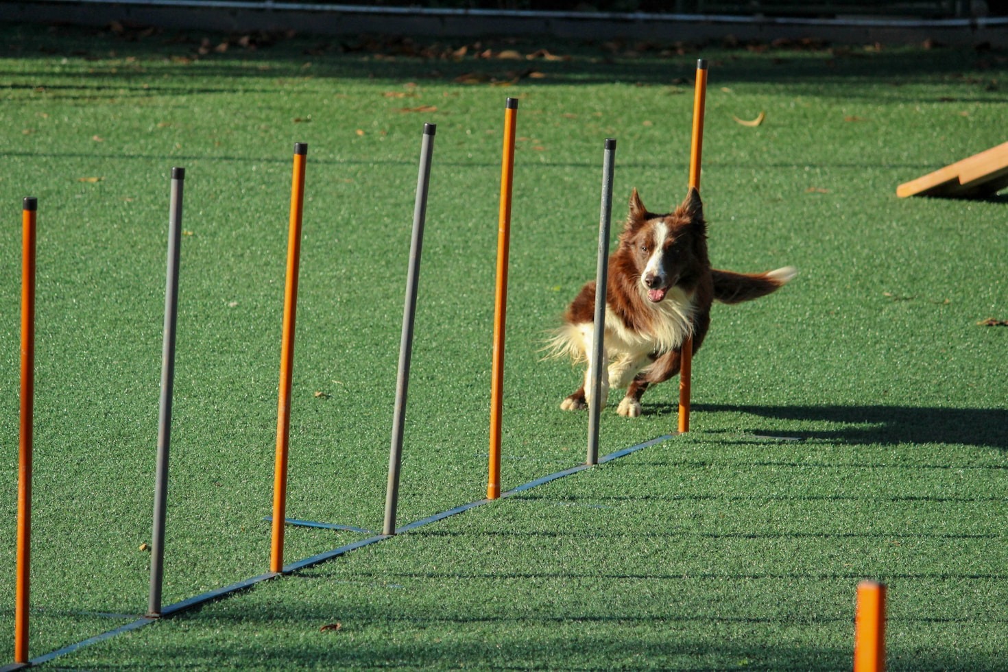 5 Tipps für ein besseres Verständnis deines Hundes