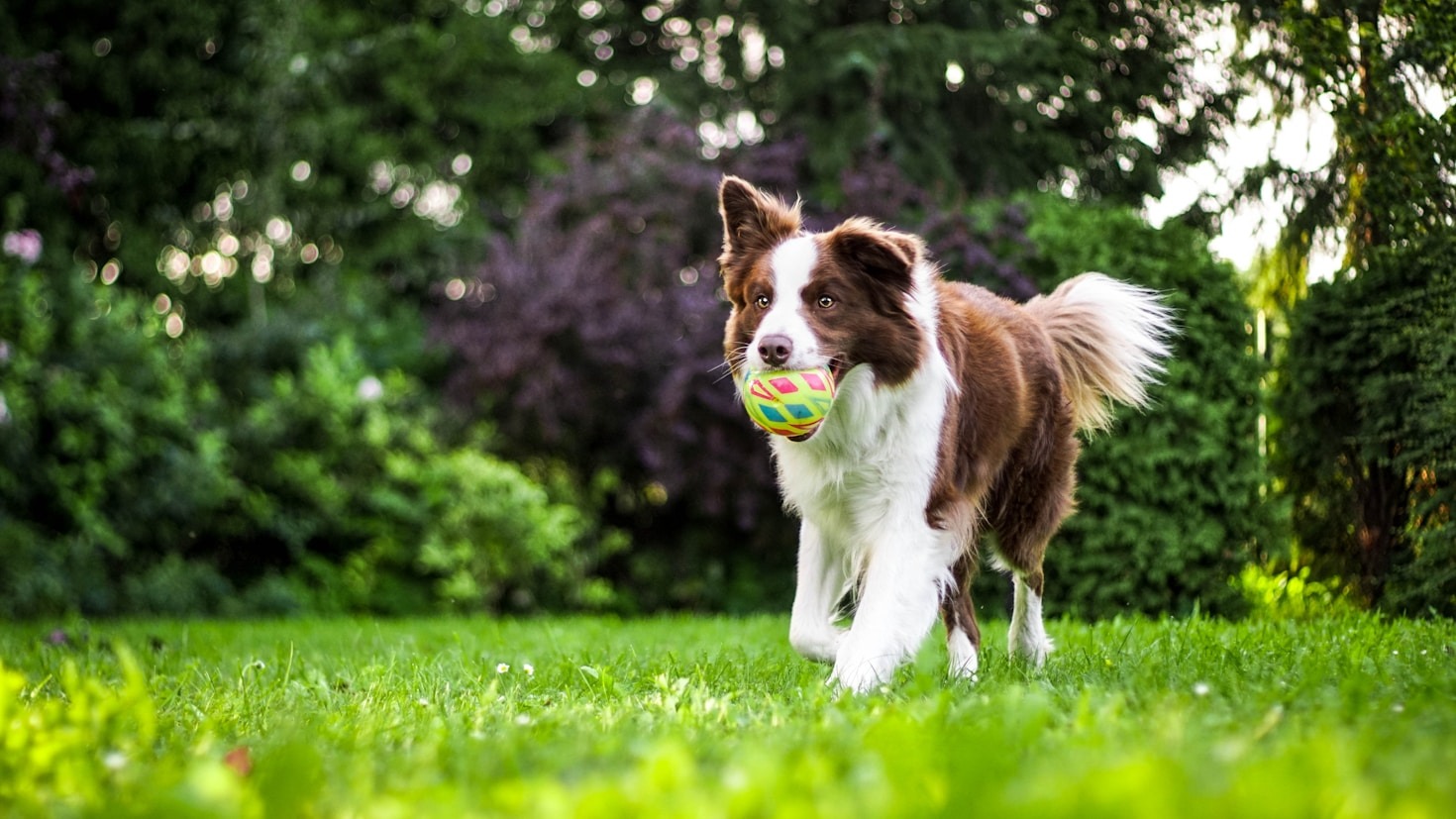 Wie du die Bindung zu deinem Hund stärkst