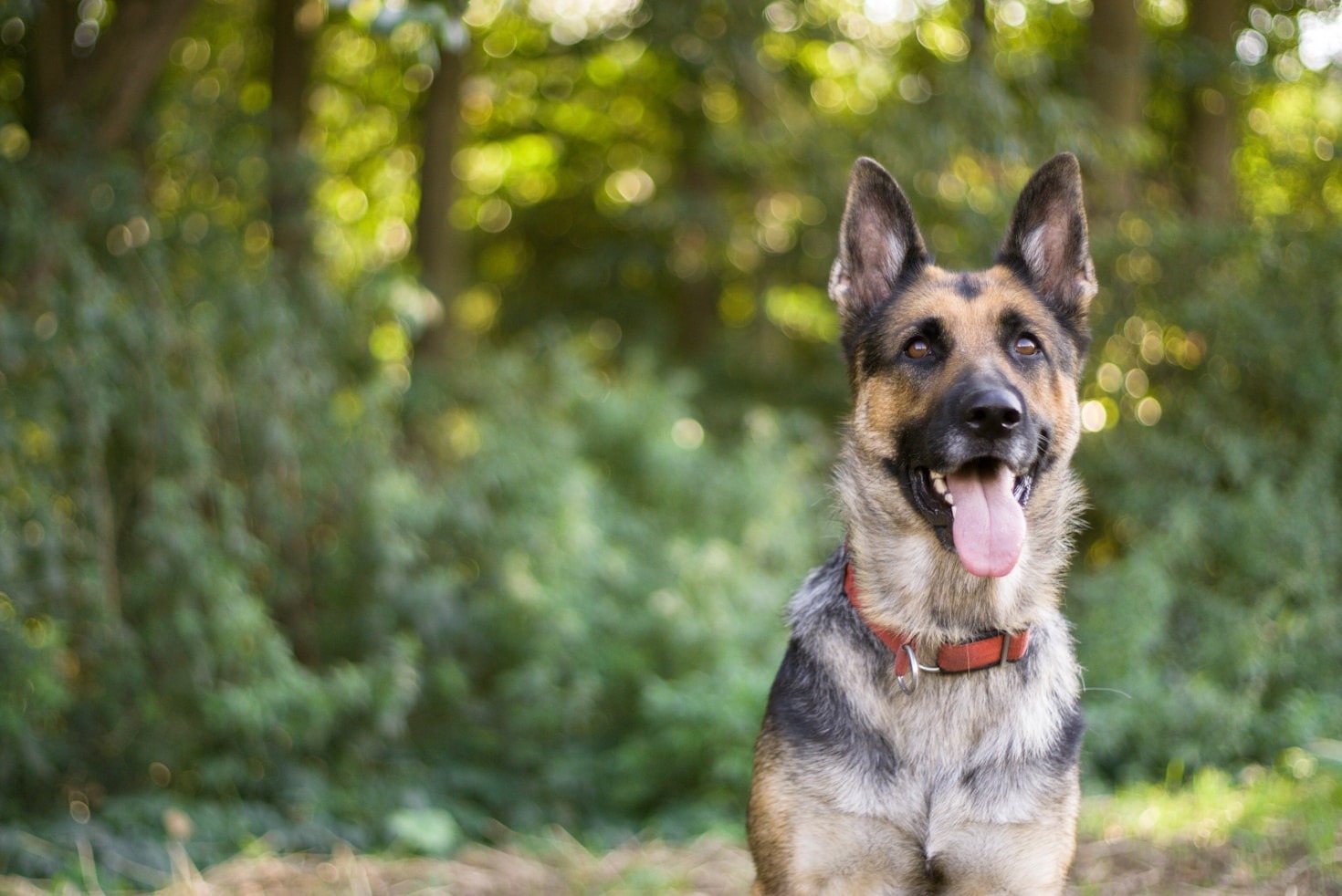 So schaffst du Vertrauen zwischen dir und deinem Hund